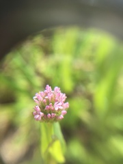 Plectritis ciliosa