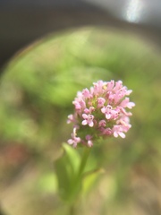 Plectritis ciliosa