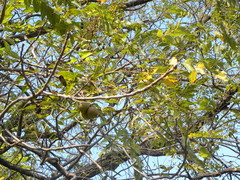 Juglans nigra
