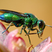 Cuckoo Wasps and Allies - Photo (c) Martin Heigan, some rights reserved (CC BY-NC-ND)