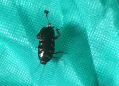 Periplaneta australasiae image