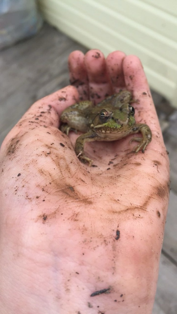 American water frogs from paradise park rd ballard wv us on october