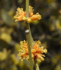 Ephedra aspera