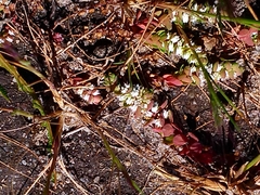 Illecebrum verticillatum