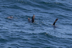 Arctocephalus