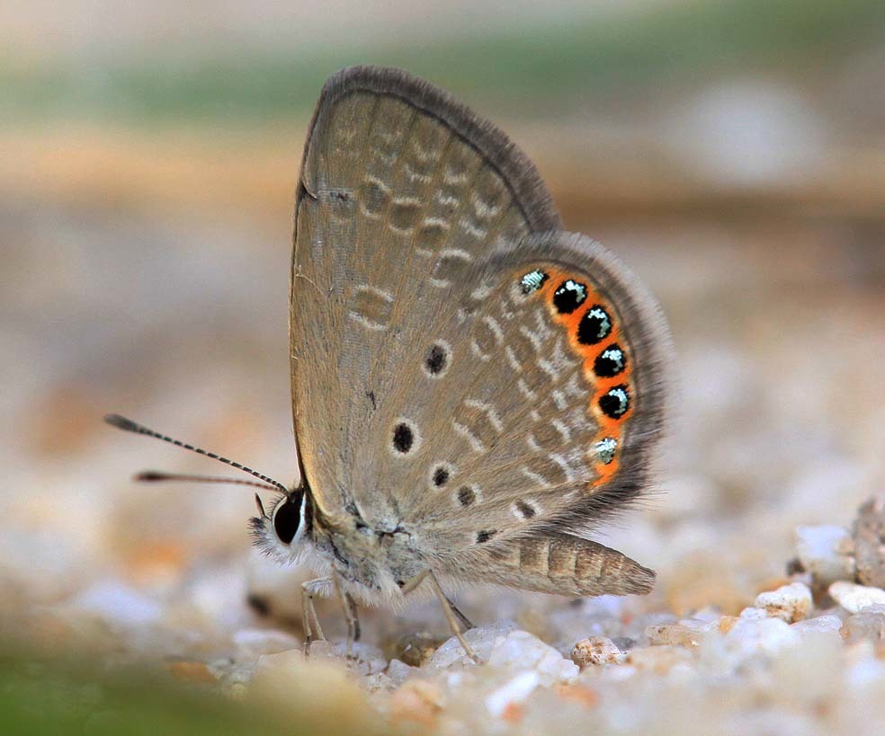 Jewelled Grass-blue