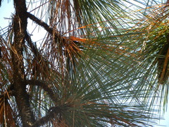 Trifoliae