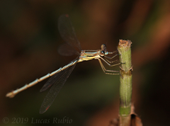 Lestes undulatus