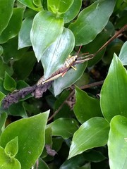 Agesander ruficornis