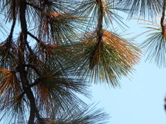 Trifoliae