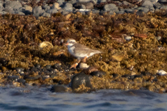 Thinornis novaeseelandiae