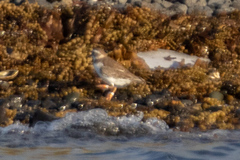 Thinornis novaeseelandiae