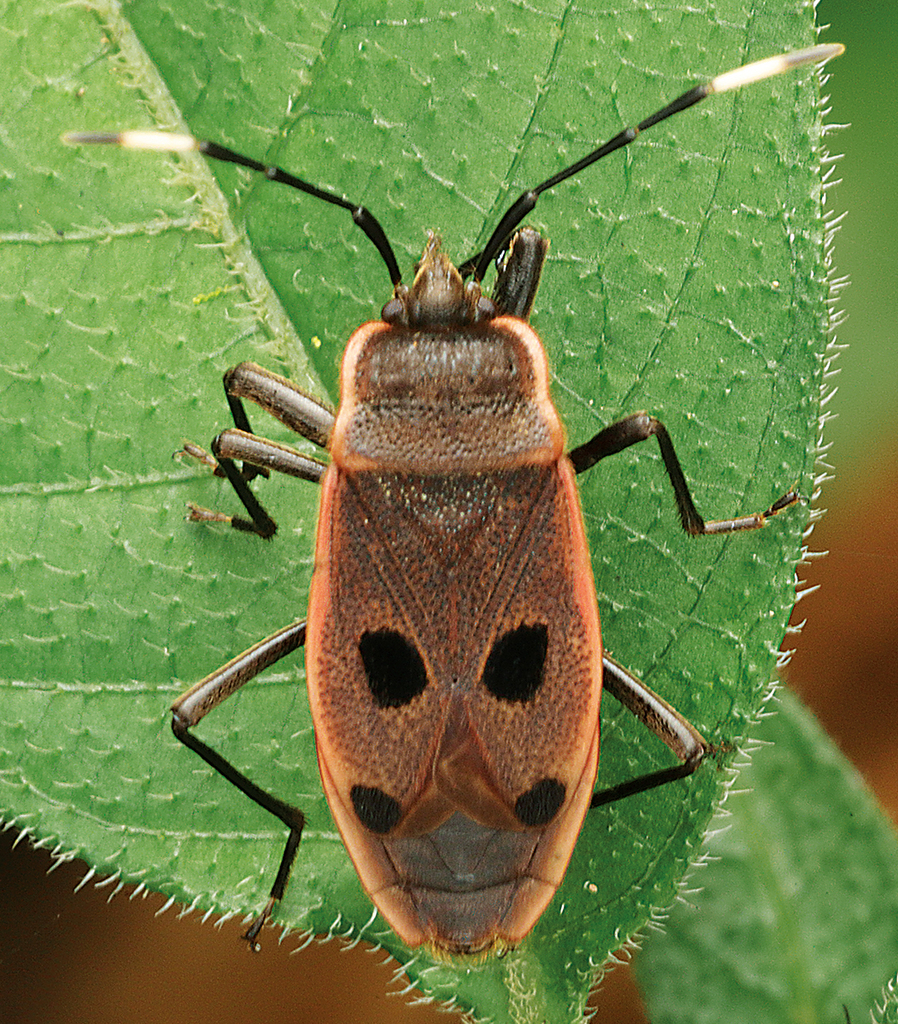 Jindraia dimorphica