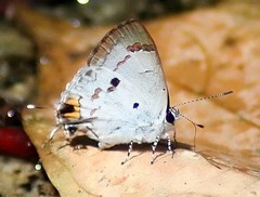 Hypolycaena othona
