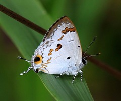 Hypolycaena othona
