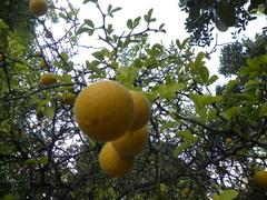 Citrus trifoliata