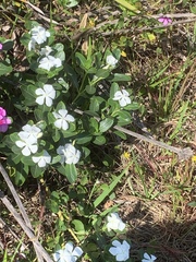 Catharanthus roseus image