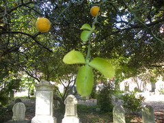 Citrus trifoliata