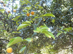 Citrus trifoliata
