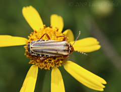 Chauliognathus scriptus