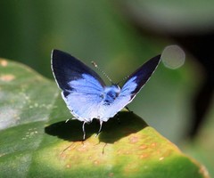 Hypolycaena othona