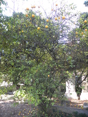 Citrus trifoliata