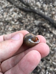 Webbhelix multilineata