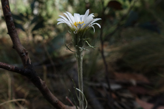 Celmisia pugioniformis