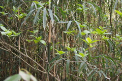 Pleioblastus simonii