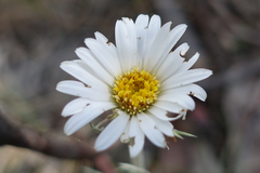 Celmisia pugioniformis