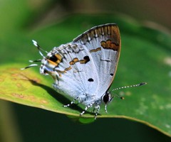 Hypolycaena othona