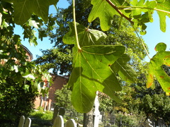 Liquidambar styraciflua