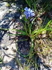 Hyacinthoides mauritanica
