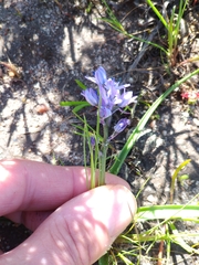 Hyacinthoides mauritanica