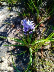 Hyacinthoides mauritanica