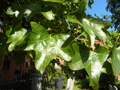 Liquidambar styraciflua
