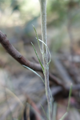 Celmisia pugioniformis