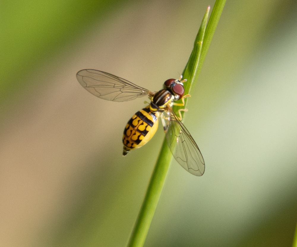 Toxomerus pictus