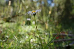 Brachyscome scapigera