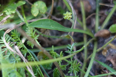 Brachyscome scapigera