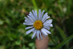 Brachyscome scapigera