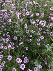 Glandularia lilacina