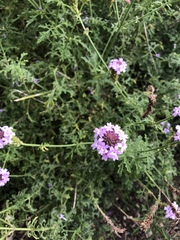 Glandularia lilacina