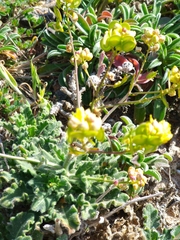 Biscutella vicentina