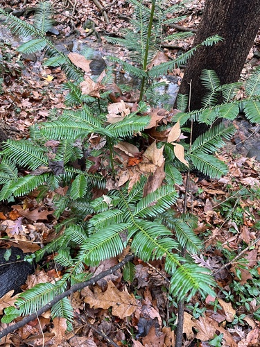 Image of Cephalotaxus harringtonia by (c) harrier, some rights reserved (CC BY)