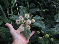 Cephalanthus occidentalis