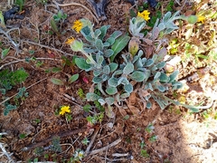 Calendula suffruticosa