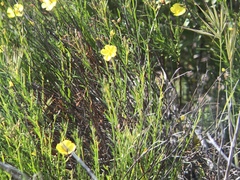Crocanthemum scoparium