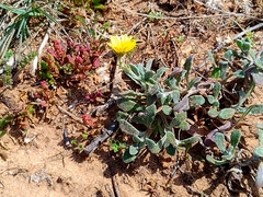 Calendula suffruticosa