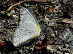 Appias celestina